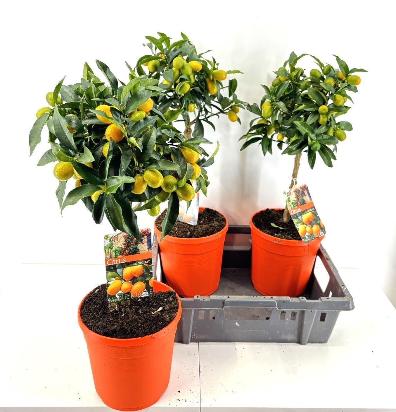 Горшечные цветы и растения оптом Citr Margarita от 3шт (для телеги) из Голландии с доставкой по России