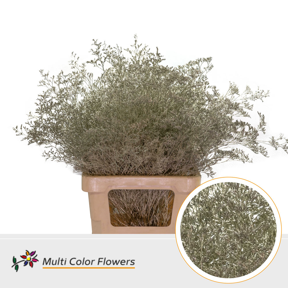 Срезанные цветы оптом Limonium beltlaard paint platinum от 25шт из Голландии с доставкой по России