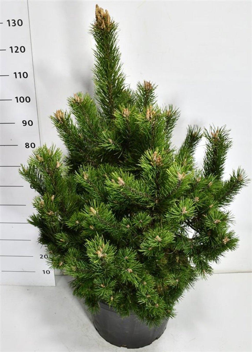 Горшечные цветы и растения оптом Pinus Mugo Gnom от 1шт из Голландии с доставкой по России