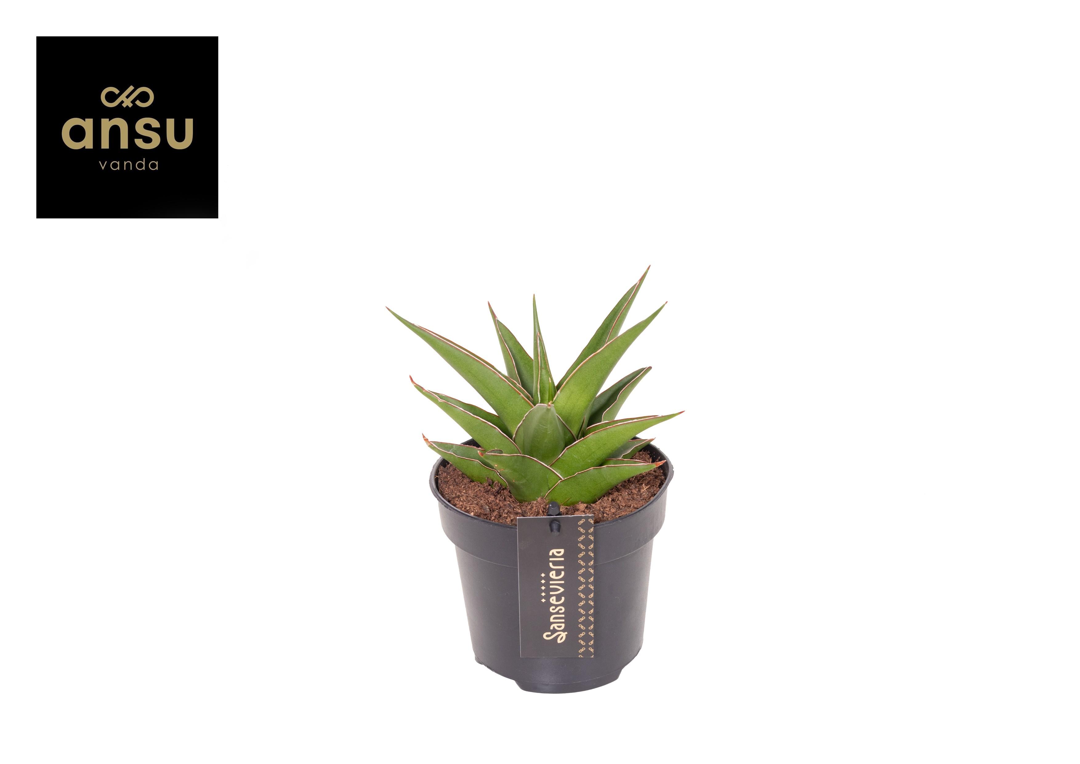 Горшечные цветы и растения оптом Sansevieria Comet Mini Amazon от 6шт из Голландии с доставкой по России