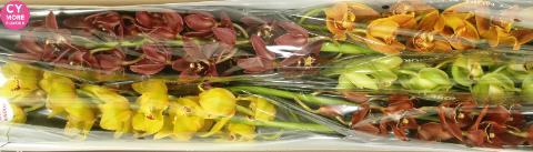 Срезанные цветы оптом Minicymbidium mix autumn от 4шт.. из Голландии с доставкой по России