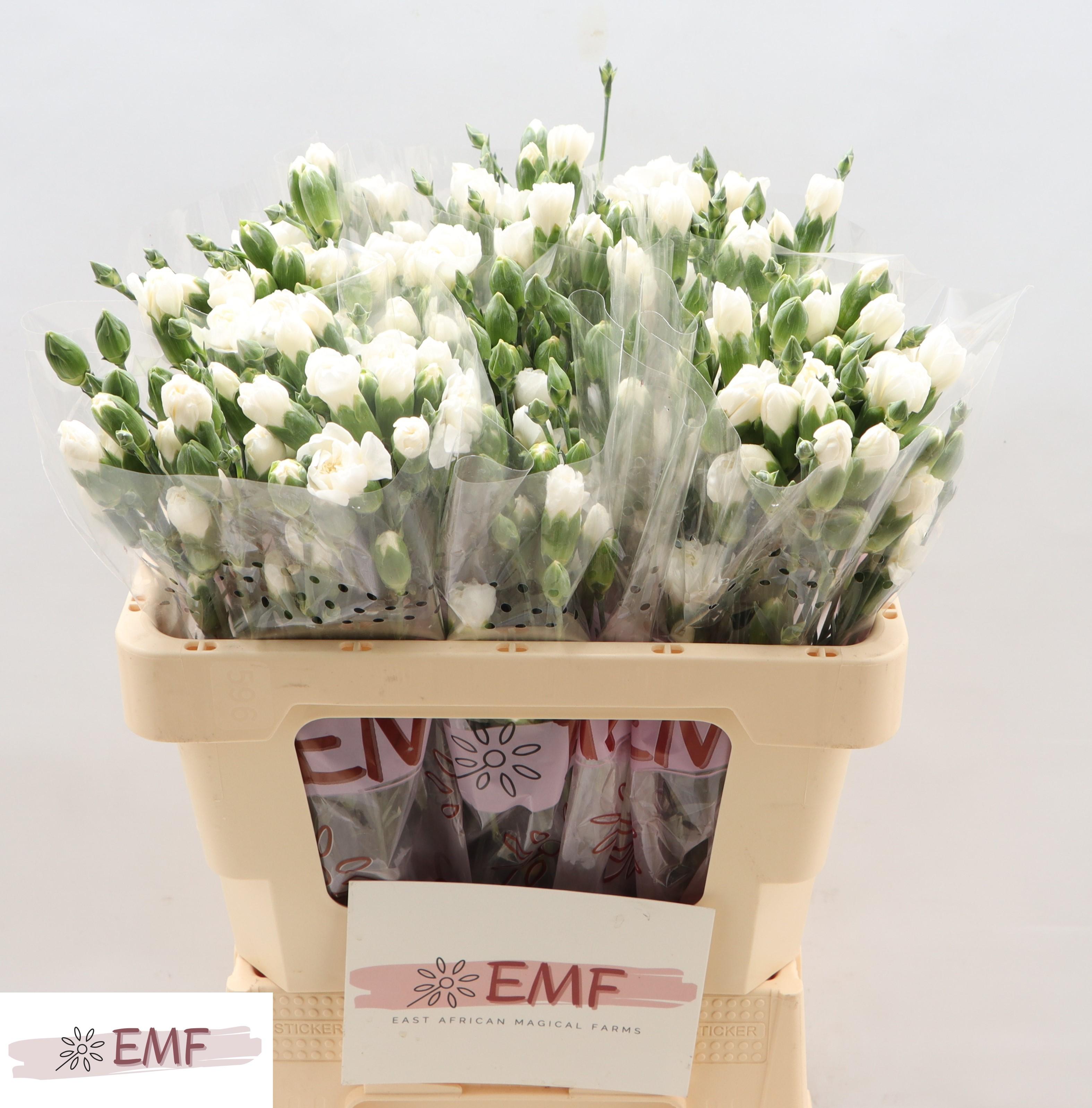 Срезанные цветы оптом Dianthus sp artic от 60шт из Голландии с доставкой по России