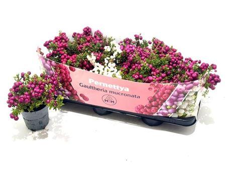 Горшечные цветы и растения оптом Gaulth Mucronata ( Pernettya) от 12шт из Голландии с доставкой по России