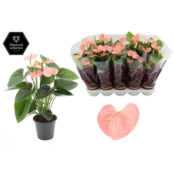 Горшечные цветы и растения оптом Anth An Spirit 5+diamond Line Purple от 10шт из Голландии с доставкой по России