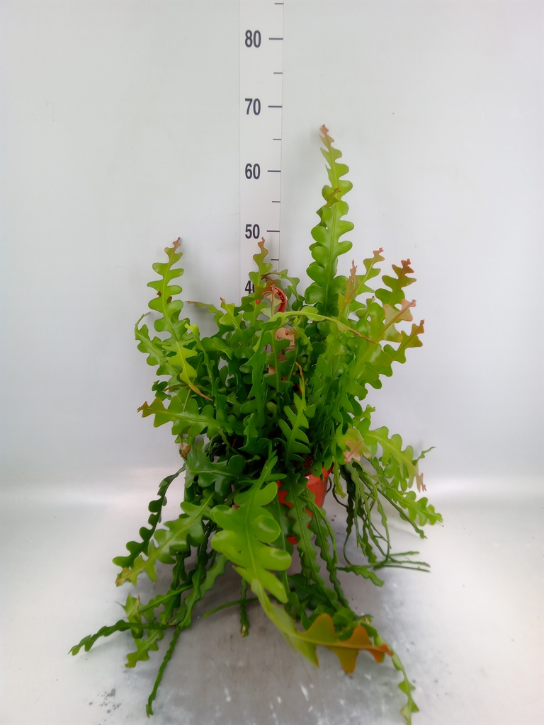 Горшечные цветы и растения оптом Epiphyllum Anguliger от 1шт из Голландии с доставкой по России