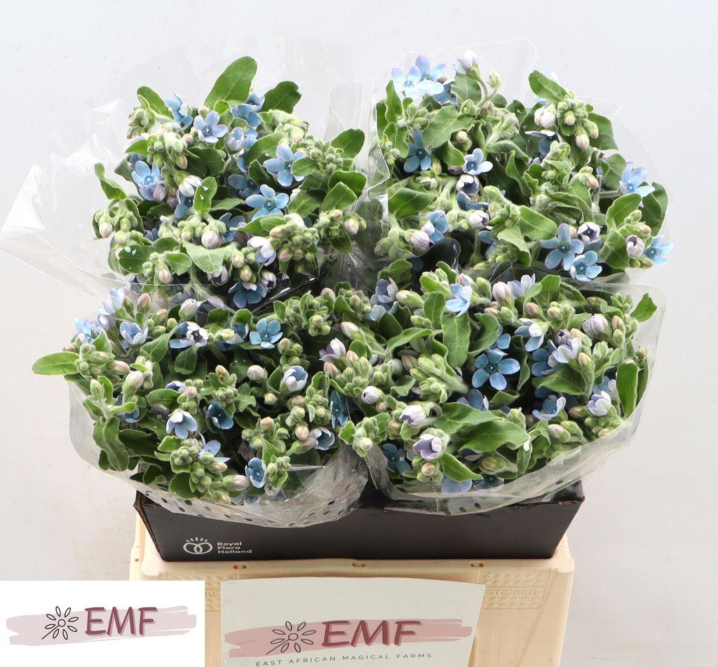 Срезанные цветы оптом Oxypetalum tanioka pure blue от 80шт из Голландии с доставкой по России