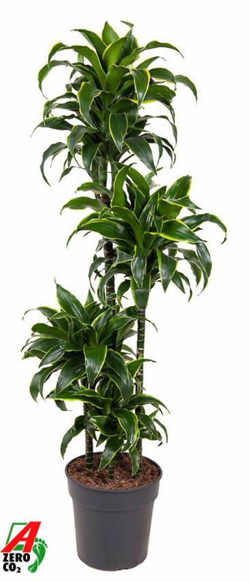 Горшечные цветы и растения оптом Drac Dorado 120-carrousel от 1шт из Голландии с доставкой по России