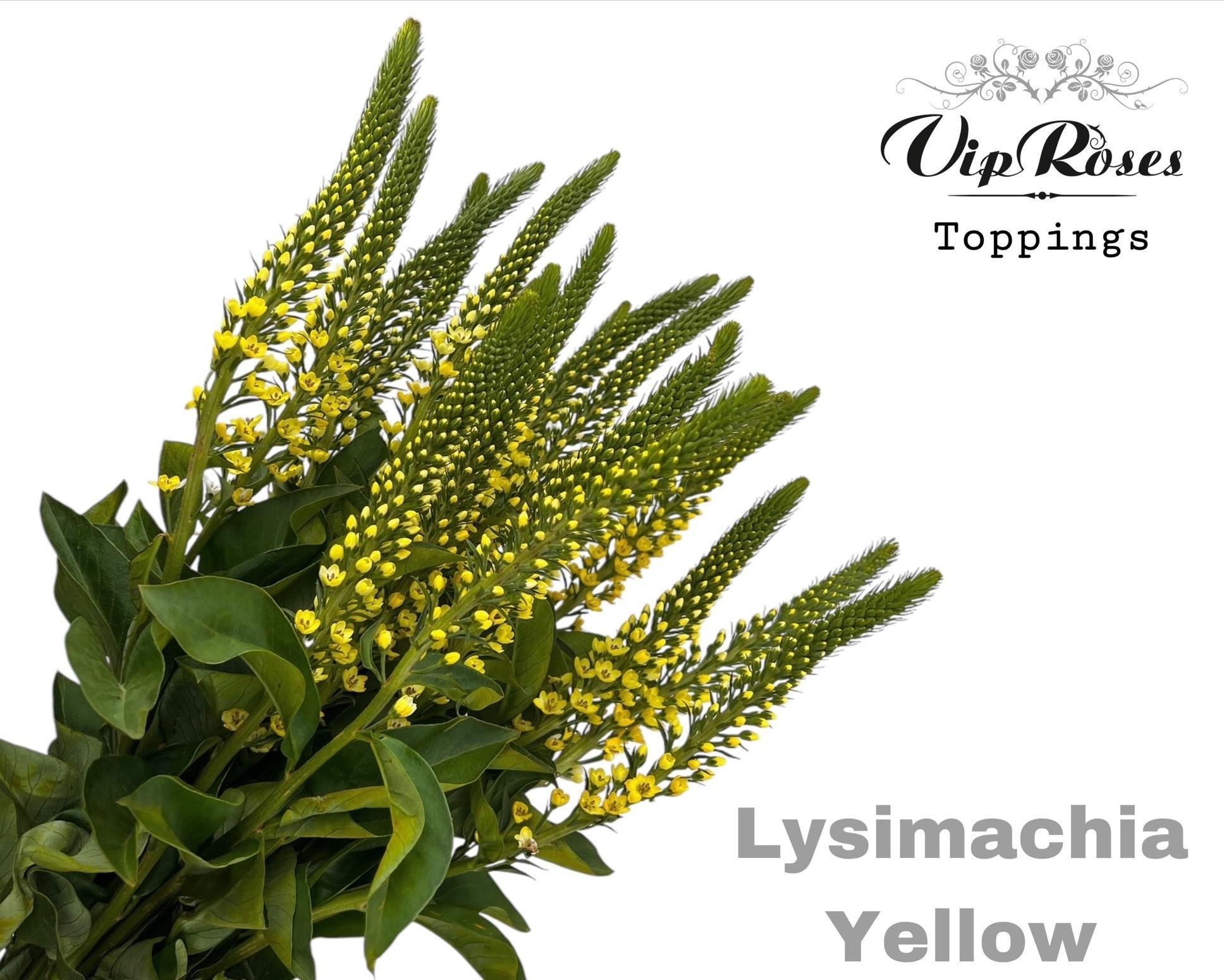 Срезанные цветы оптом Lysimachia paint yellow от 50шт из Голландии с доставкой по России