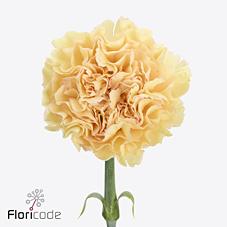 Срезанные цветы оптом Dianthus st ukelele от 80шт из Голландии с доставкой по России