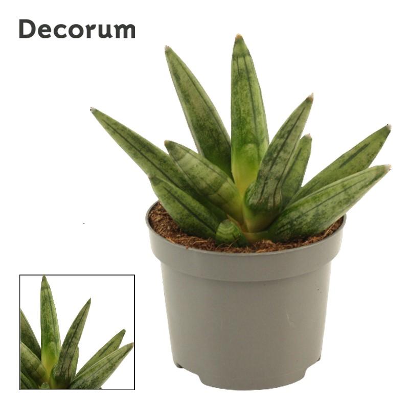 Горшечные цветы и растения оптом Sansevieria Hedgehog Crown от 12шт (для телеги) из Голландии с доставкой по России