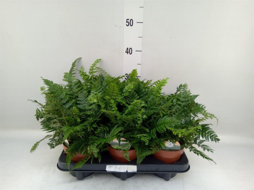 Горшечные цветы и растения оптом Polystichum Tsussimense от 6шт из Голландии с доставкой по России