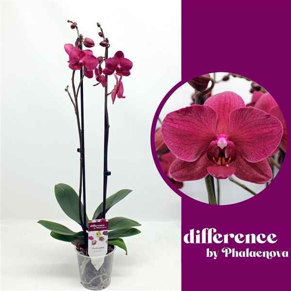Горшечные цветы и растения оптом Phal 2st Pavarotti 14+ (phalaenova) от 10шт из Голландии с доставкой по России