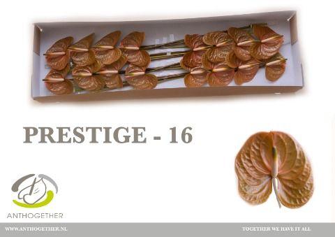 Срезанные цветы оптом Anthurium prestige от 16шт из Голландии с доставкой по России