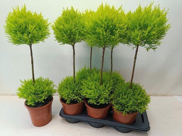 Горшечные цветы и растения оптом Cupr Ma Goldc Vormen от 6шт из Голландии с доставкой по России