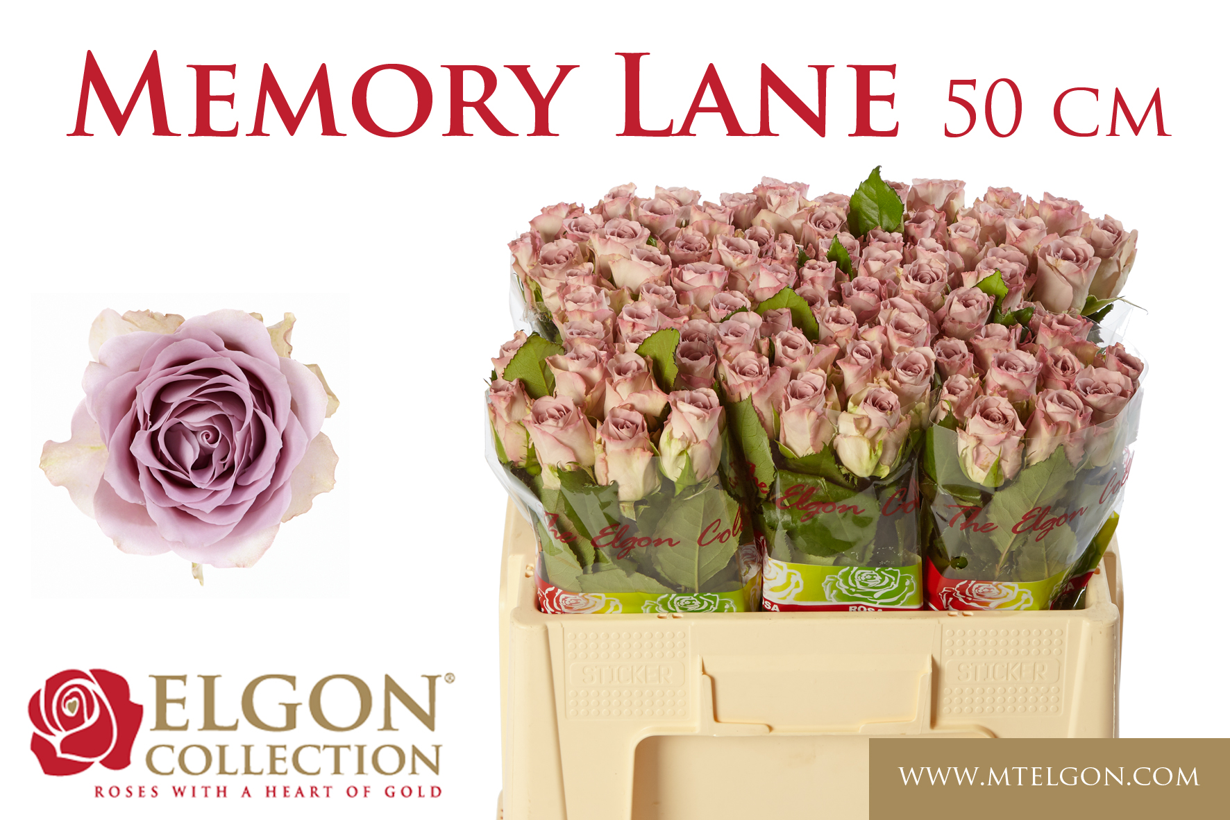 Срезанные цветы оптом Rosa large memory lane от 80шт из Голландии с доставкой по России