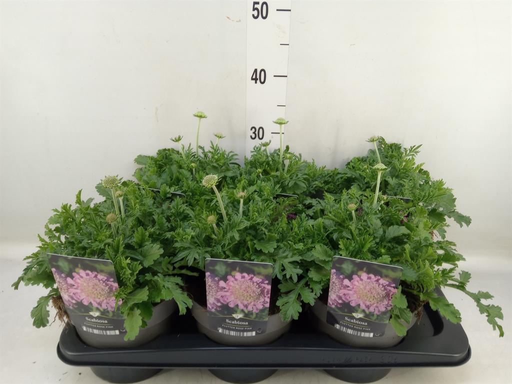Горшечные цветы и растения оптом Scabiosa Columb. от 6шт из Голландии с доставкой по России