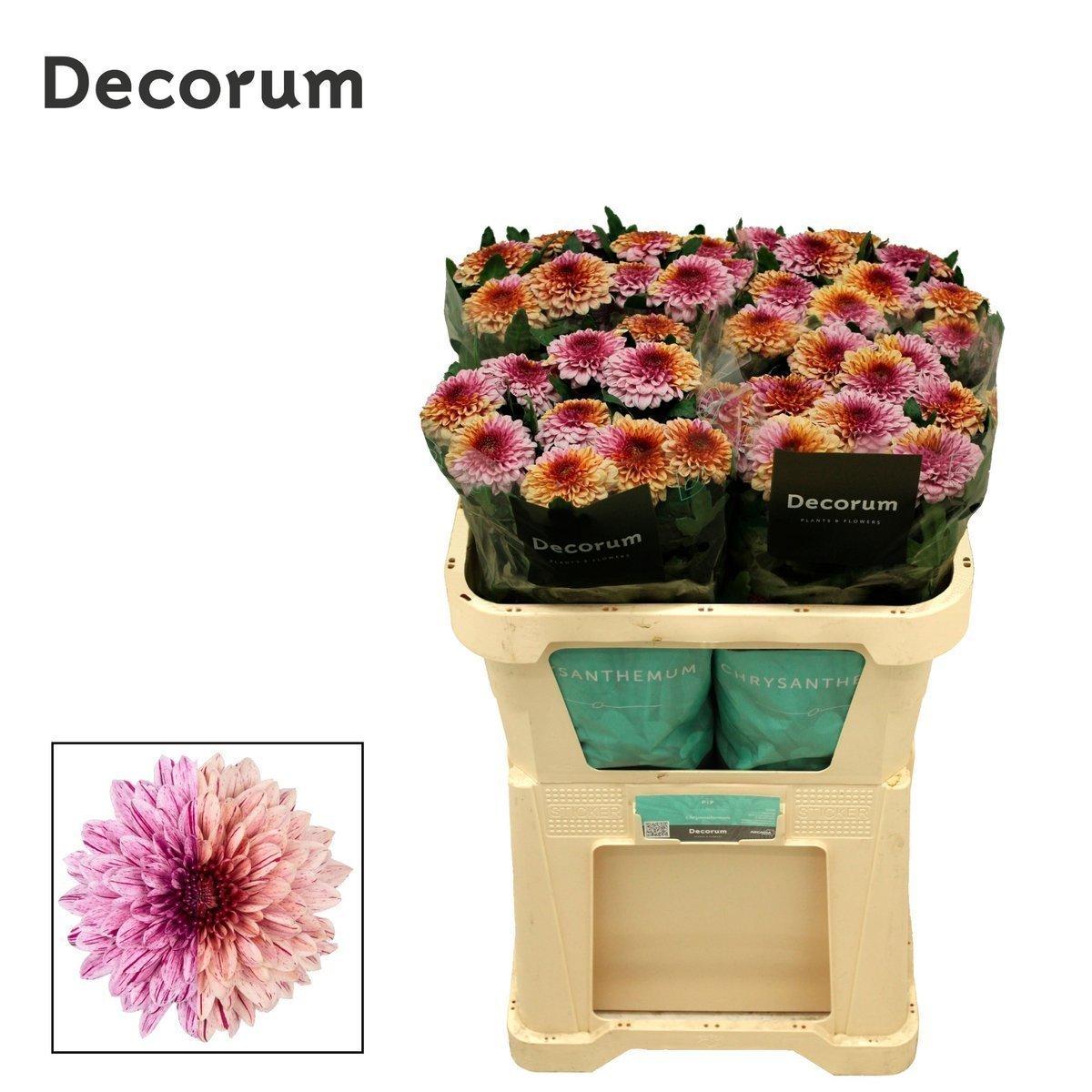 Срезанные цветы оптом Chrys bl pip festival от 20шт из Голландии с доставкой по России