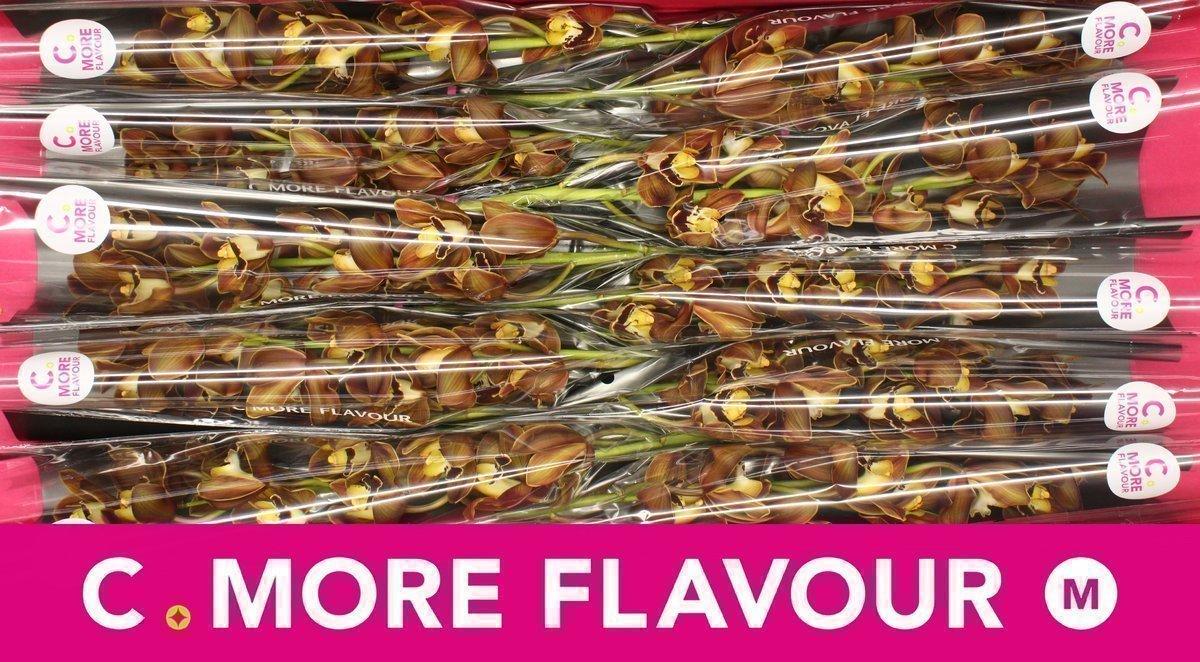 Срезанные цветы оптом Minicymbidium tokomaru sirocco от 10шт из Голландии с доставкой по России