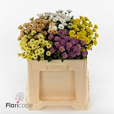 Срезанные цветы оптом Chrys sa rossi mix in bucket от 100шт из Голландии с доставкой по России