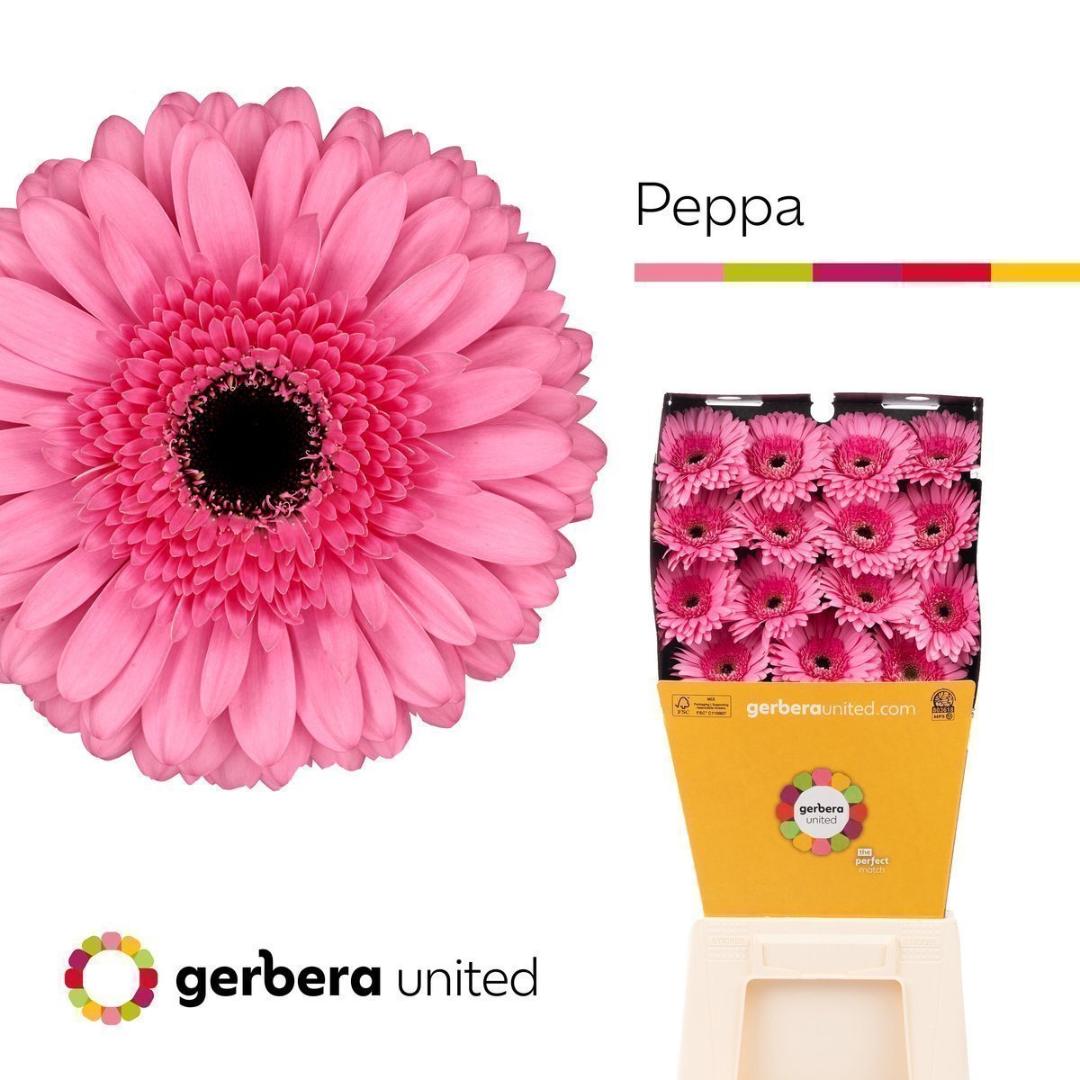 Срезанные цветы оптом Gerbera diamond peppa от 45шт из Голландии с доставкой по России