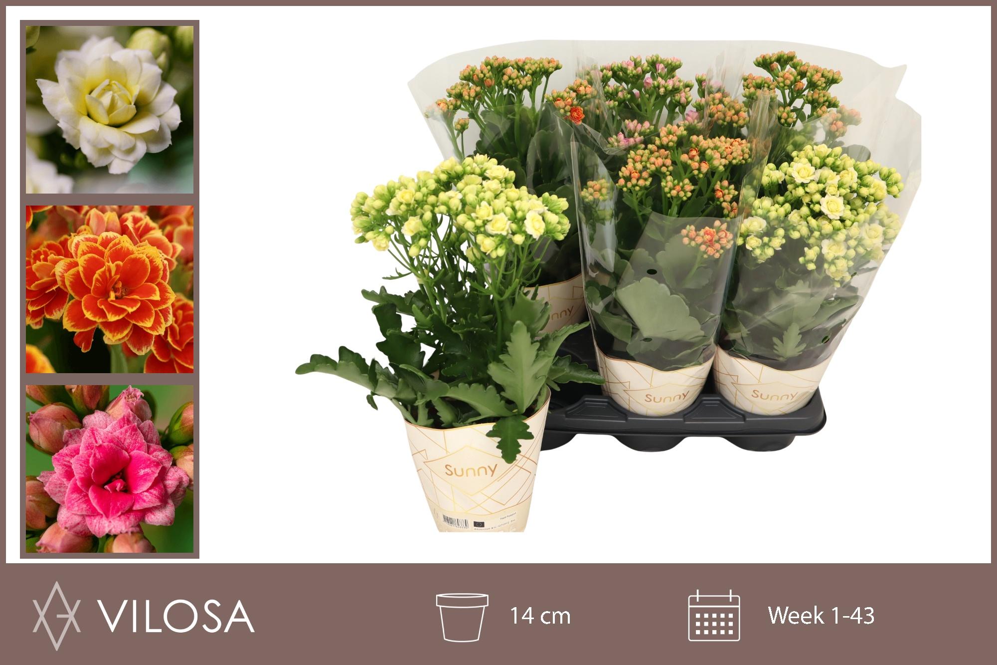 Горшечные цветы и растения оптом Kal Ov от 6шт из Голландии с доставкой по России