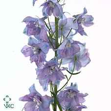 Срезанные цветы оптом Delphinium el guardian lavender от 60шт из Голландии с доставкой по России