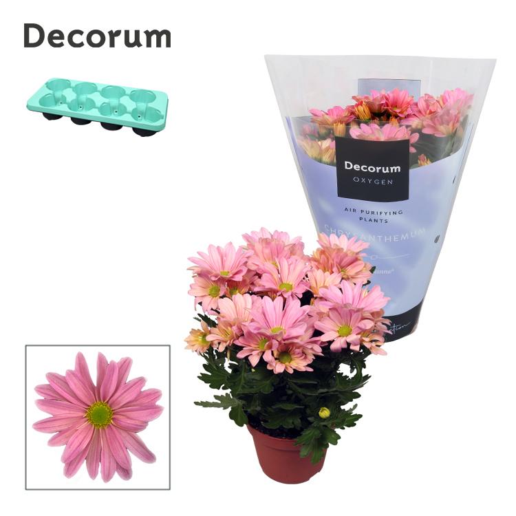 Горшечные цветы и растения оптом Chrys Margarita Pink (decorum) от 8шт из Голландии с доставкой по России