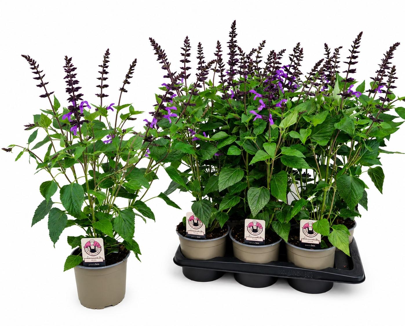 Горшечные цветы и растения оптом Salvia Ov от 6шт из Голландии с доставкой по России