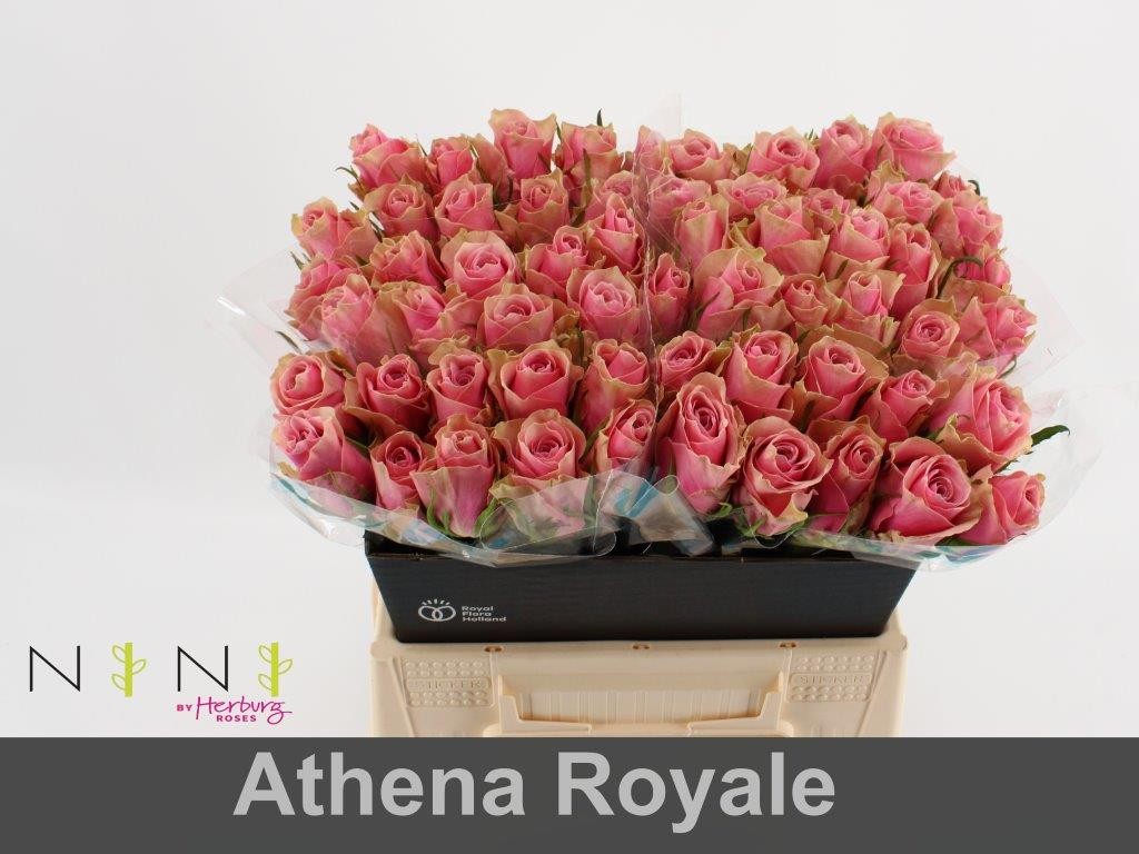 Срезанные цветы оптом Rosa la athena royale от 60шт из Голландии с доставкой по России