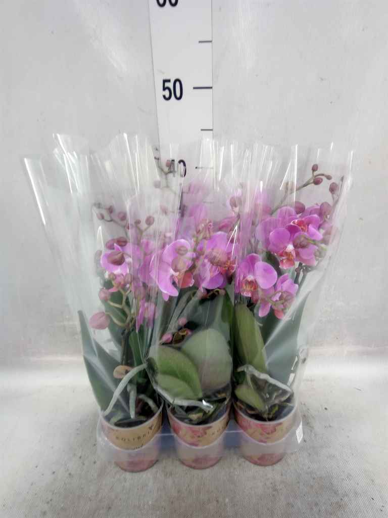 Горшечные цветы и растения оптом Phalaenopsis Multi.   ...lilac от 6шт из Голландии с доставкой по России