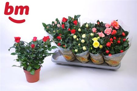 Горшечные цветы и растения оптом Rosa Beau Monde Mix от 10шт из Голландии с доставкой по России