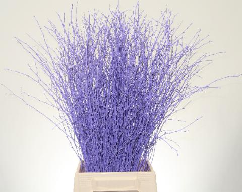 Срезанные цветы оптом Betula paint milka light от 10шт. из Голландии с доставкой по России