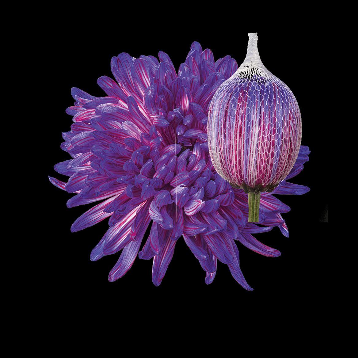 Срезанные цветы оптом Chrys bl paint antonov expression от 40шт из Голландии с доставкой по России