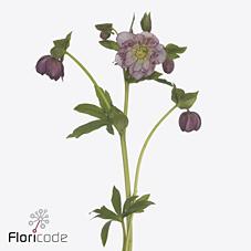 Срезанные цветы оптом Helleborus double ellen picotee от 20шт из Голландии с доставкой по России