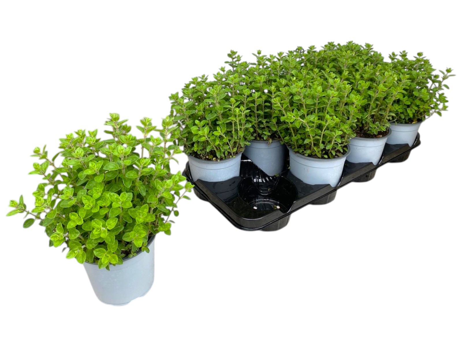 Горшечные цветы и растения оптом Origanum Vulgare от 8шт из Голландии с доставкой по России