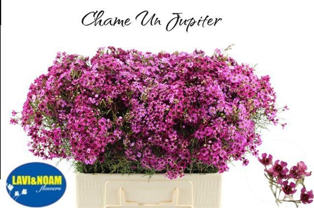 Срезанные цветы оптом Chamelaucium jupiter от 75шт из Голландии с доставкой по России