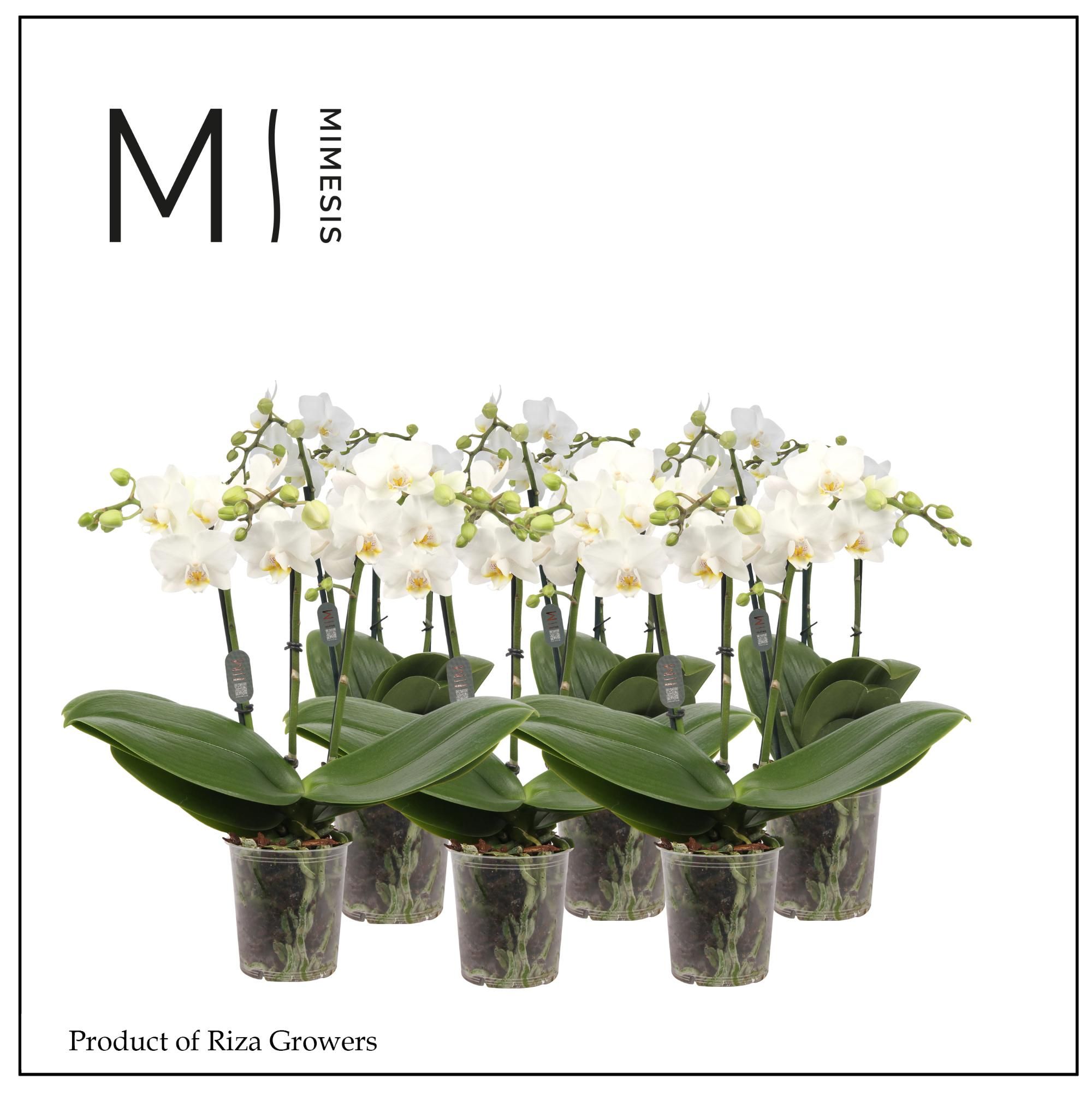 Горшечные цветы и растения оптом Phal 3st Multi White 30+ (mimesis) от 10шт из Голландии с доставкой по России