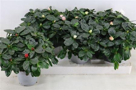 Горшечные цветы и растения оптом Rhodo Si Vogel Gem 30cm Diam. от 6шт из Голландии с доставкой по России