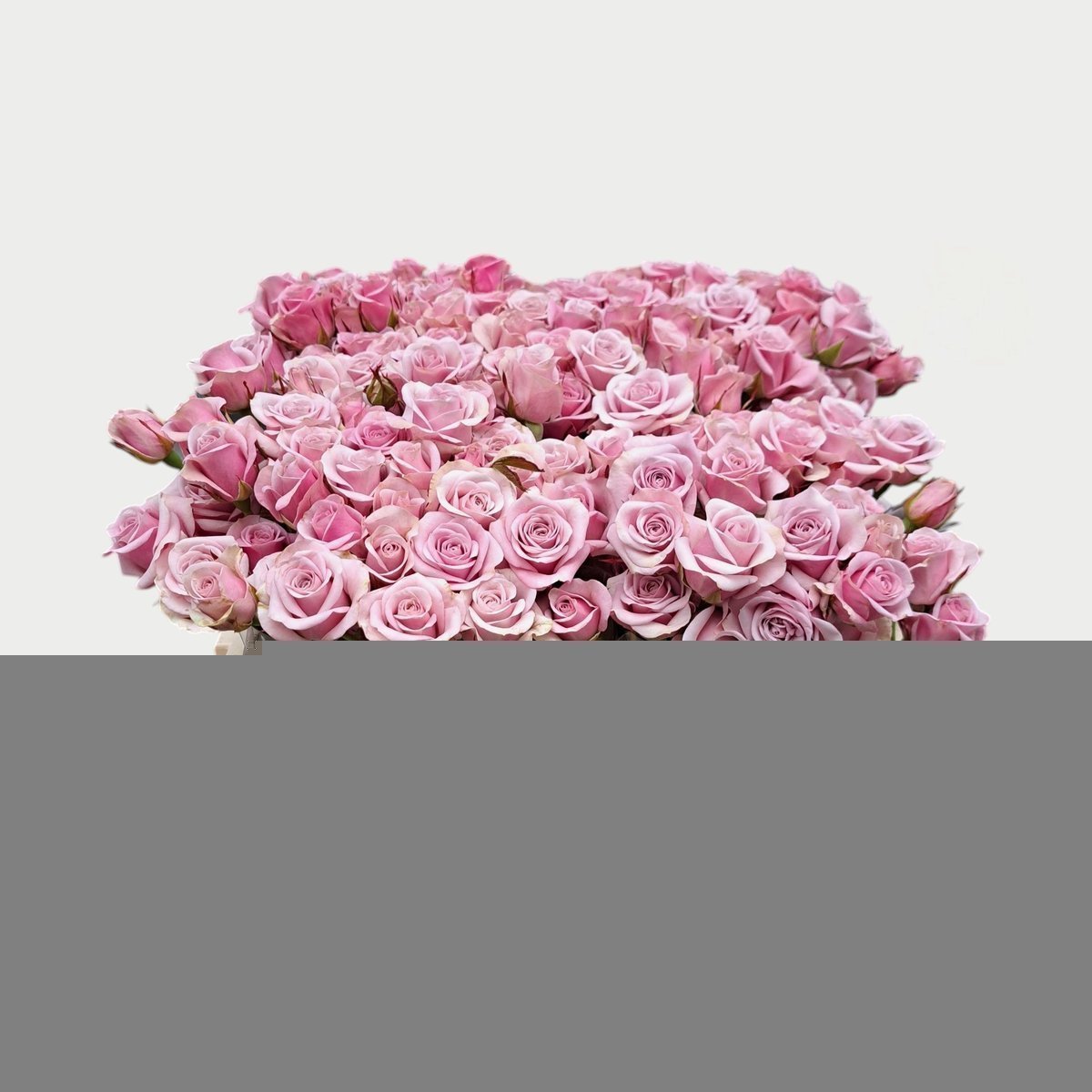 Срезанные цветы оптом Rosa spray leila от 50шт.. из Голландии с доставкой по России
