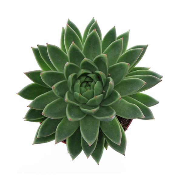 Горшечные цветы и растения оптом Echeveria Miranda от 3шт из Голландии с доставкой по России