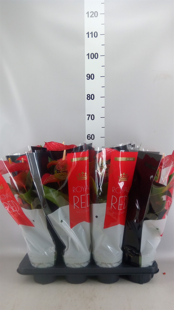 Горшечные цветы и растения оптом Anthurium Andr. querida от 8шт из Голландии с доставкой по России