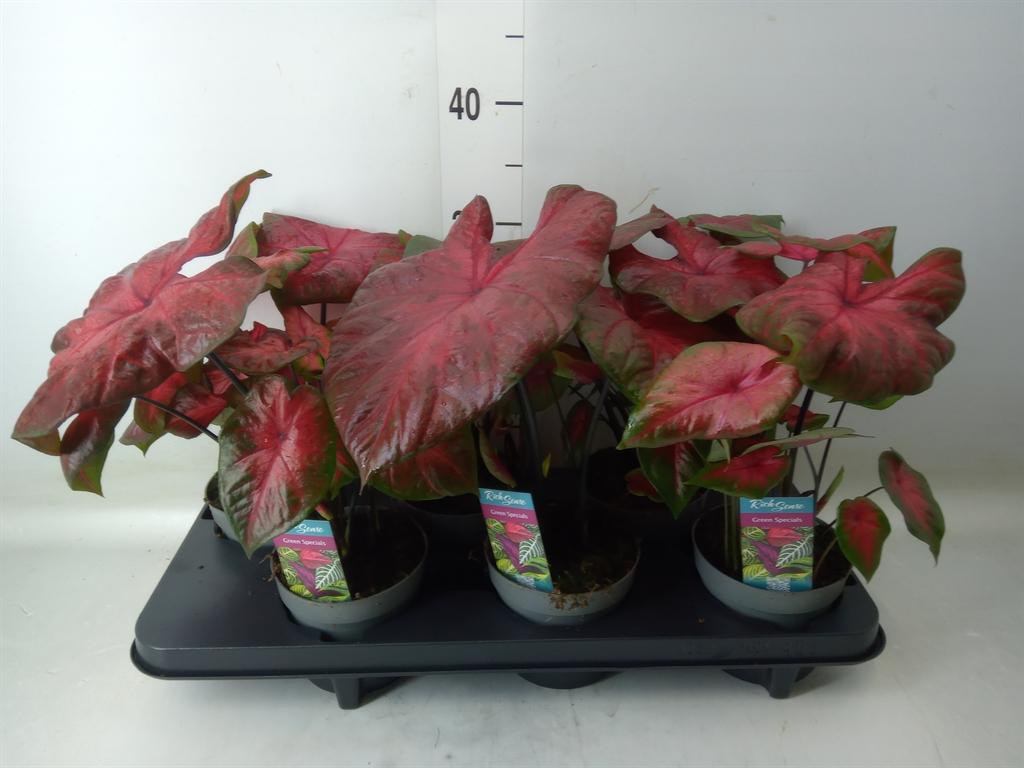 Горшечные цветы и растения оптом Caladium   ... от 6шт из Голландии с доставкой по России