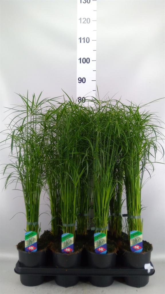 Горшечные цветы и растения оптом Cyperus Alternifolius gracilis от 7шт из Голландии с доставкой по России