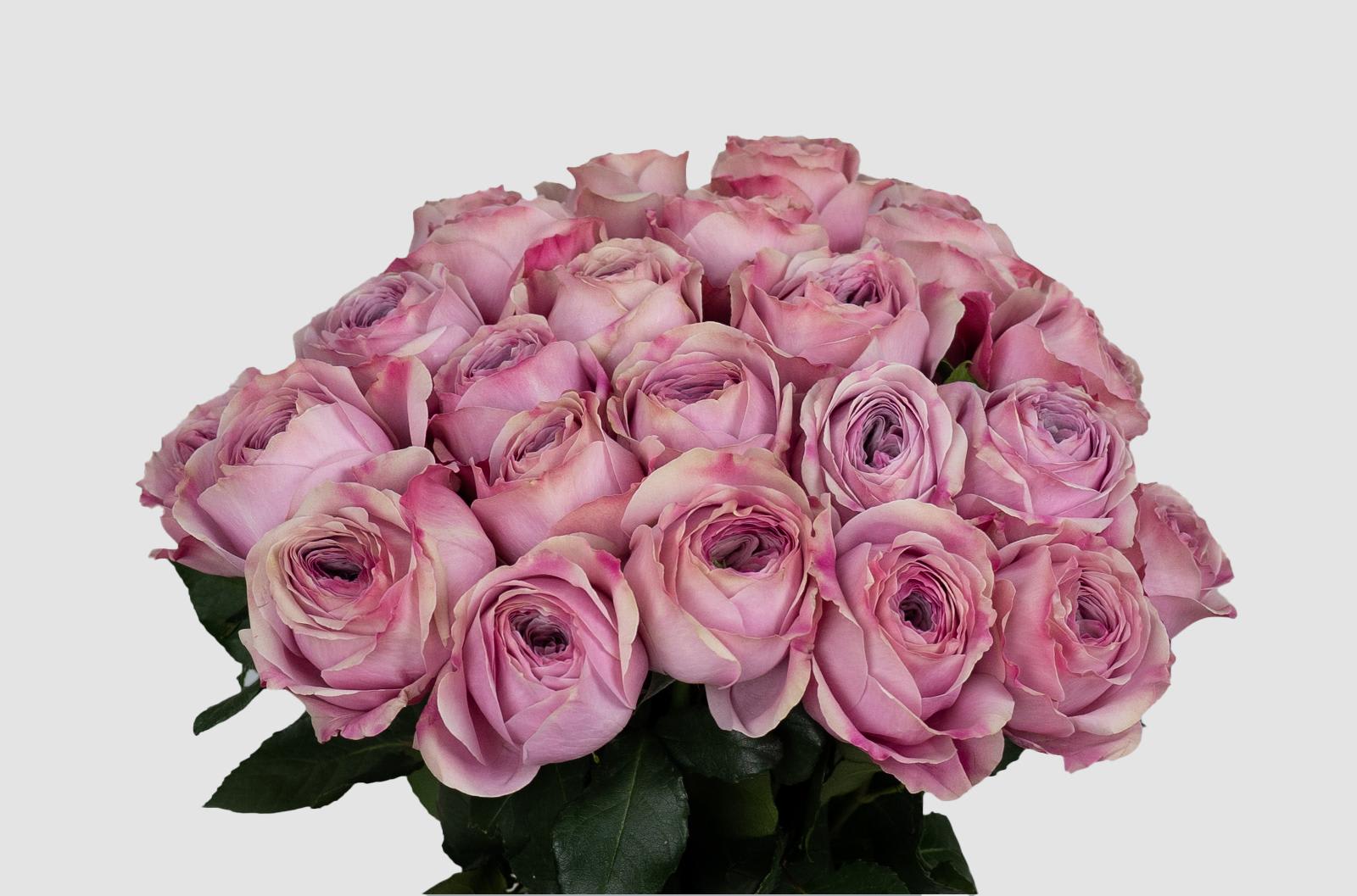 Срезанные цветы оптом Rosa ec peonikiss от 96шт из Голландии с доставкой по России