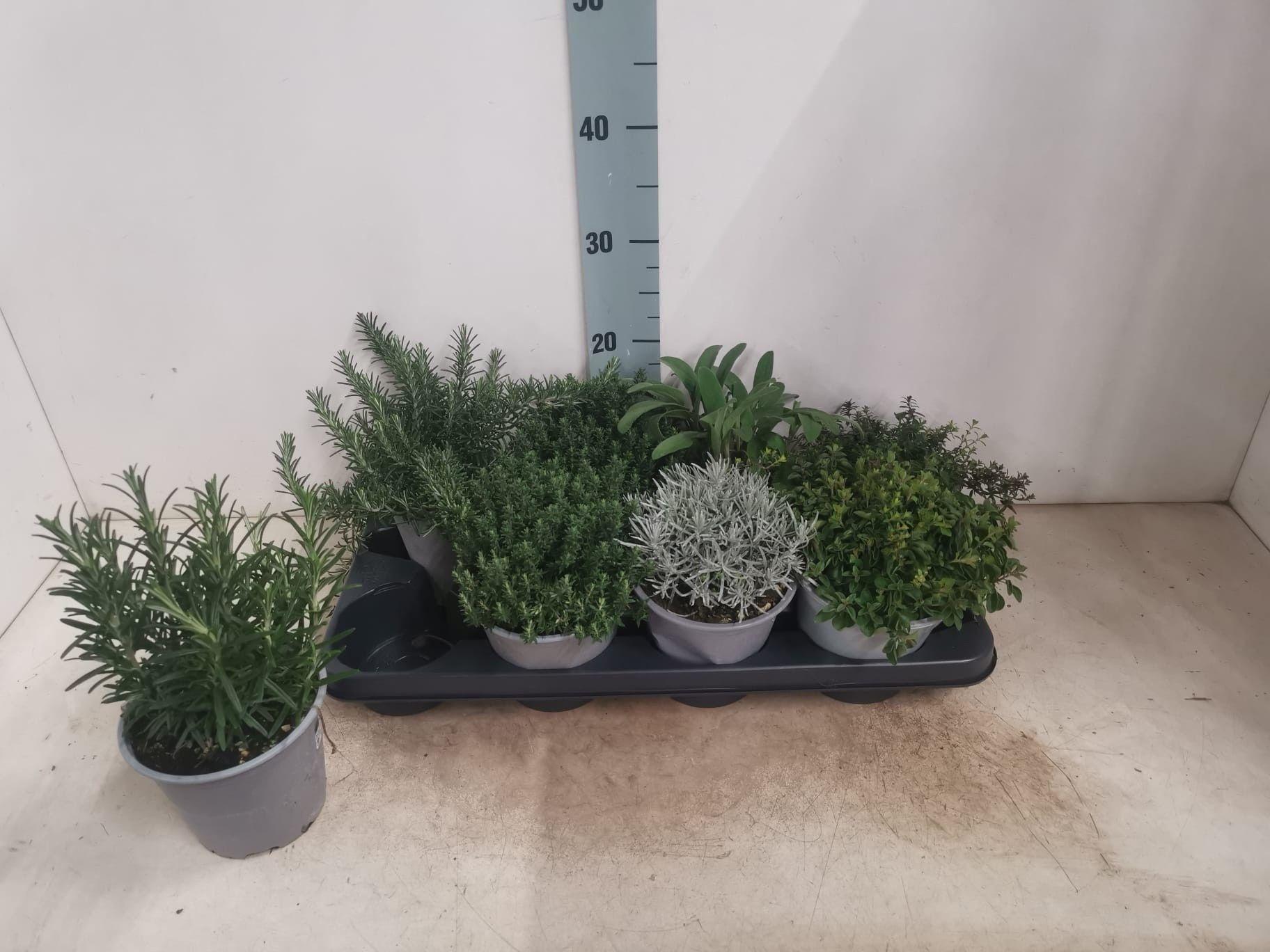 Горшечные цветы и растения оптом Tuinkruiden Gem от 8шт из Голландии с доставкой по России