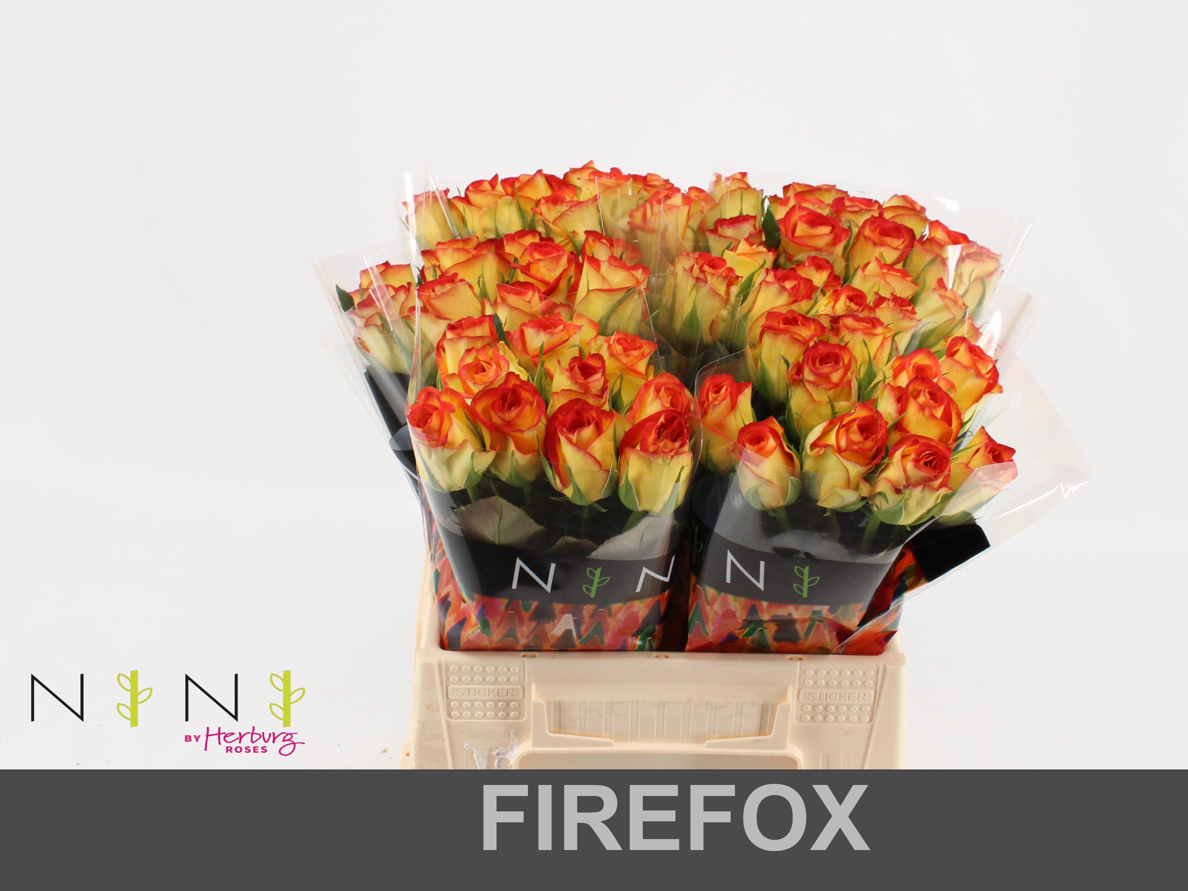 Срезанные цветы оптом Rosa large firefox от 60шт. из Голландии с доставкой по России