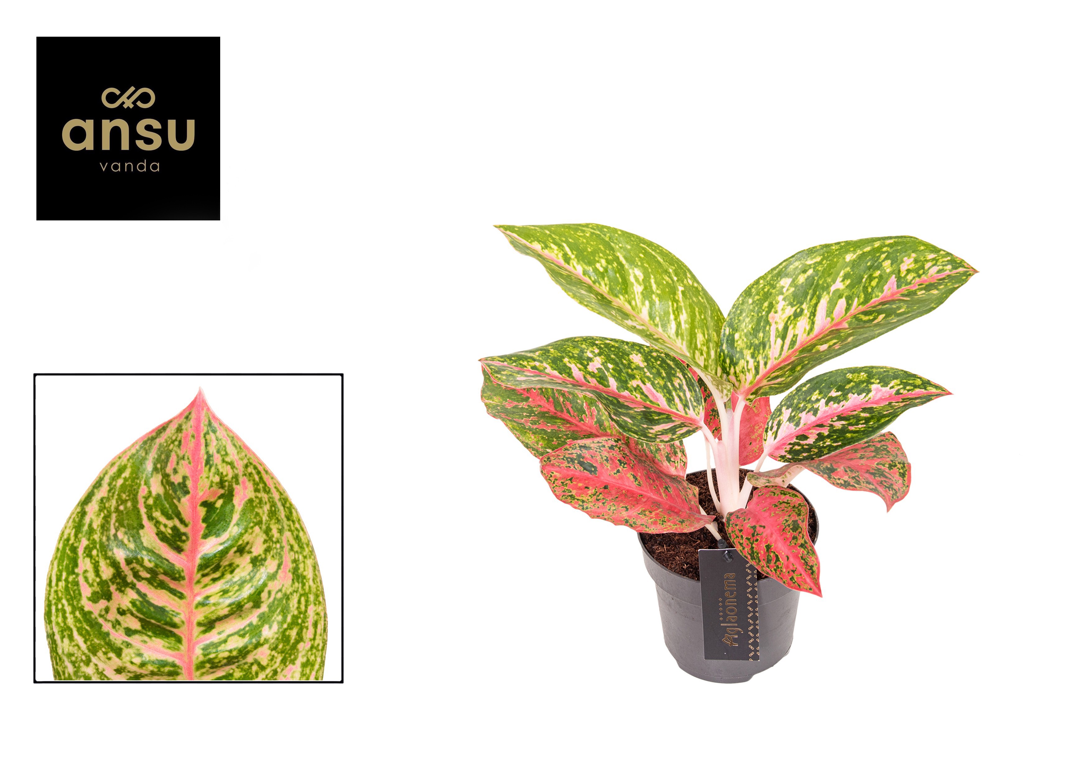 Горшечные цветы и растения оптом Aglaonema Red Reflections от 6шт из Голландии с доставкой по России