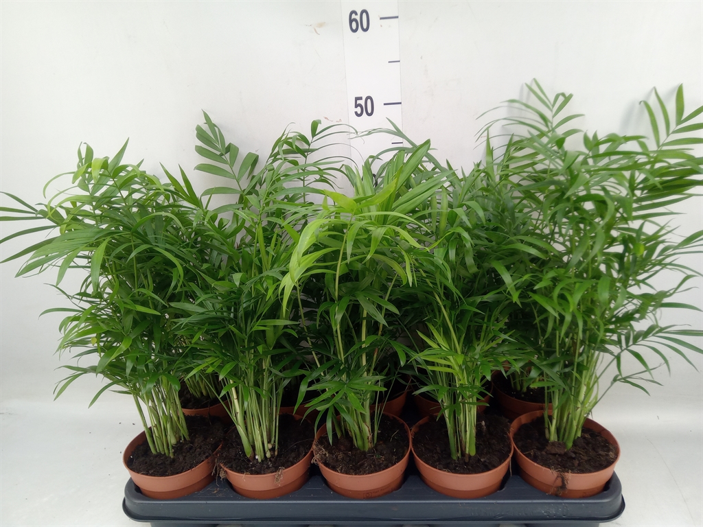 Горшечные цветы и растения оптом Chamaedorea Elegans от 10шт' из Голландии с доставкой по России