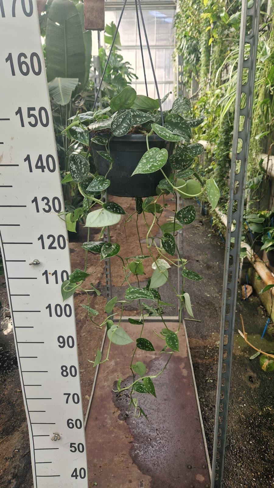 Горшечные цветы и растения оптом Scindapsus Pictus Argyraeus Hangplant от 2шт из Голландии с доставкой по России