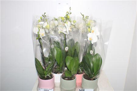 Горшечные цветы и растения оптом Phal White 1 Branche 9+ Ceramic от 8шт из Голландии с доставкой по России